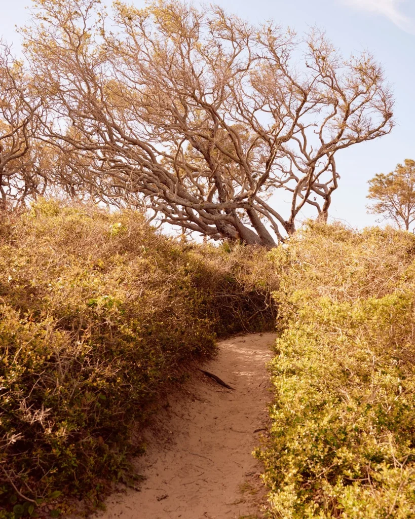 Find Your Muse: St. Simons Island Through an Artist’s Eye